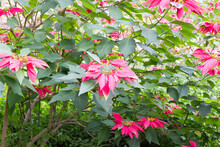 Wild Poinsettia Bush With Red Flowers In Northern Thailand