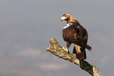 Fototapeta  - Spanish Imperial Eagle adult female on a cork oak branch in a Mediterranean oak forest with the first light of a sunny day