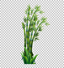 Poster - Green bamboo tree on transparent background