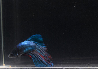 Broken Fin, Sick Blue Giant Half Moon Cupang or Betta or Siamese Fighting fish at Dirty Water 
