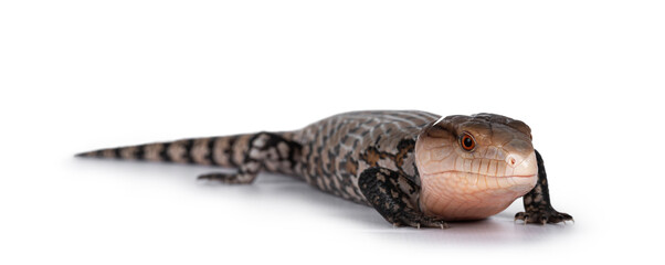 Poster - Detailed shot of an Indonesian blue-tongued skink aka Tiliqua gigas, standing side ways. Mouth closed. Isolated on white background.
