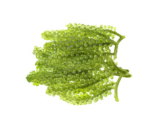 Wall Mural - Umi-budou, grapes seaweed or green caviar isolated on white background