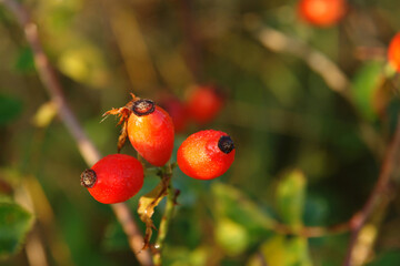 Ripe orange rose hips in the morning dew, closeup, copy space for text. Colorful autumn background - berries of wild dog rose (Rosa canina)