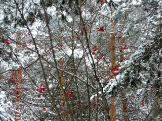 Wall Mural - Rowan and pine trees in snow