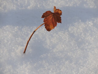 Wall Mural - red maple leaf in snow