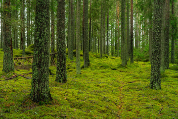 Canvas Print - Beautiful pine and fir forest with moss on the forest floor