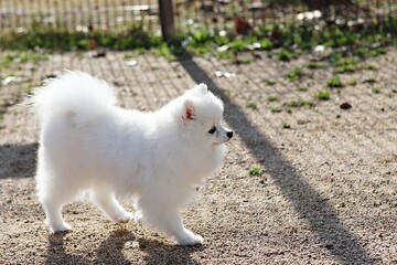  한국의공원에서찍은강아지입니다