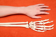 Hand Bones Beside Human Hand On Orange Background, Dorsal Side View, Anatomy Example, Medicine Studies