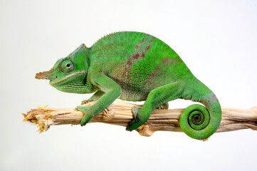 Poster - Fischers Chamäleon // Fischer's chameleon (Kinyongia fischeri)