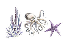 Set Of Watercolor Illustrations In A Marine Style On A White Background, With Sea Inhabitants Star, Octopus, Seaweed Hand Painted