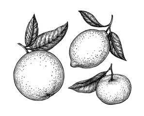 Canvas Print - ink sketches of citrus fruit.