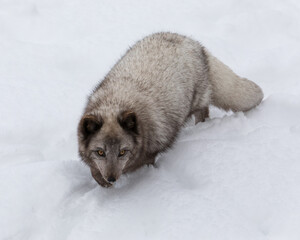 Wall Mural - High angle close up view of blue Arctic Fox walking in snow