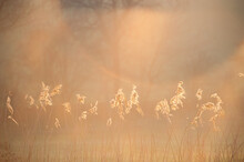 Wetland Reed Bed Heads Are Backlit By Golden Sunlight. 