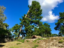 The Leaning Pine Tree. Clear Blue Sky With Some Clouds. A Bent Tree - Not Falling Down. Nice Climate A Hot And Warm Day. Torekallberget, Sodertalje, Sweden.