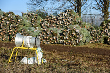 Wall Mural - Belgique Wallonie sapin noel coupé Ardenne preparation filet