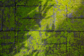 shadow of leaf on Green moss on covered brick floor