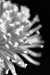 Black and white close up study of chrysanthemum petals
