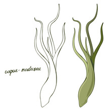 Vector Image Of Tillandsia Caput Medusae Isolated On White Background. Signature And Hand Drawing