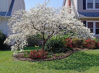 Spring blooming white dogwood tree.