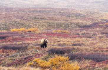 Poster - Grizzly Bear in Denali National Park Alaska in Autumn