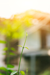 Wall Mural - A view of the nature of the green leaf in the garden in summer under the Sun. Fresh leave that grow in farm. Leaves and young shoots. 