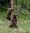 Bears with puppies and mothers