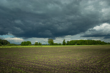 A young plant growing in the field and the cloudy sky