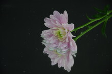 Pink Flowers Chryzanths On Dark Background Reflection On Water Tender Chryzantemy Różowe I Delikatne