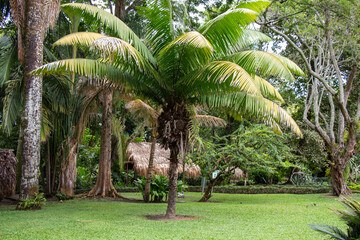 Palma de tagua