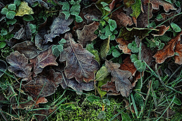 abstract nature leaves background. autumn leaves and grass texture close up. Frozen fall season. first autumn frosts. 