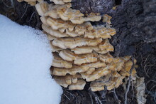 Close-up Of An Old Wooden Stump With Mushrooms (or Mushroom Polyps) With Snow And Roots. Natural Light
