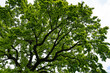 © Claudine - Low angle view of a giant young oak of the public swimming pool of community Brugg Switzerland. Close-up.