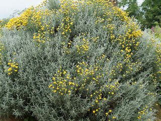 Poster - Buisson de Santoline petit-cyprès ou santolina chamaecyparissus à floraison en boules jaune or sur tiges souples au dessus d'un duvet gris-argenté