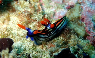 Colourful nembrotha nudibranch