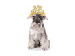 © maximilian_100 - Funny new year dog wearing text hat. Schnauzer dog having fun celebrating New Year's Eve.