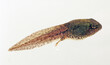 Lateral (side) view of a Green Frog  tadpole on a white background. 