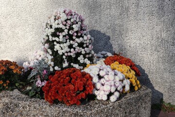 Chrysanthèmes multicolores dans un bac à fleurs en béton, ville de Corbas, département du Rhône, France