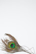 photophone: peacock feather in the corner on a white background