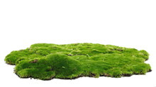 Green Moss Isolated On White Background And Texture 
