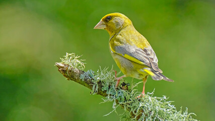  Green Finch