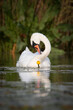 White swan  on the lake