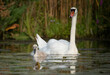 White swan with her baby on the lake