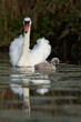 White swan with her baby on the lake
