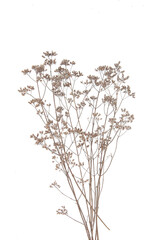 Wall Mural - Dry field flowers isolated on white background. Dry wild meadow grasses or herbs.