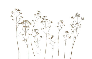 Wall Mural - Dry field flowers isolated on white background. Dry wild meadow grasses or herbs.