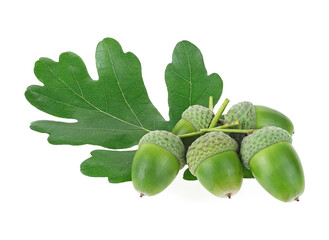 Green oak leaf and green acorns isolated on a white background