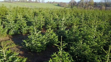 Wall Mural - Belgique wallonie Ardenne plantation sapin Noel agriculture aerien