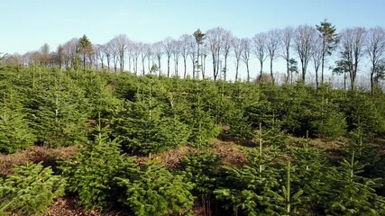 Poster - Belgique wallonie Ardenne plantation sapin Noel agriculture aerien