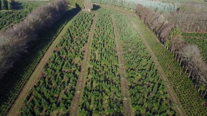 Sticker - Belgique wallonie Ardenne plantation sapin Noel agriculture aerien