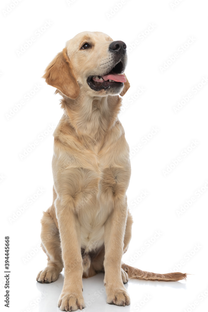 golden retriever dog sticking his tongue at his master - obrazy, fototapety, plakaty 